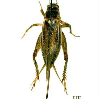 thumbnail for publication: House Cricket, Acheta domesticus (Linnaeus) (Insecta: Orthoptera: Gryllidae)